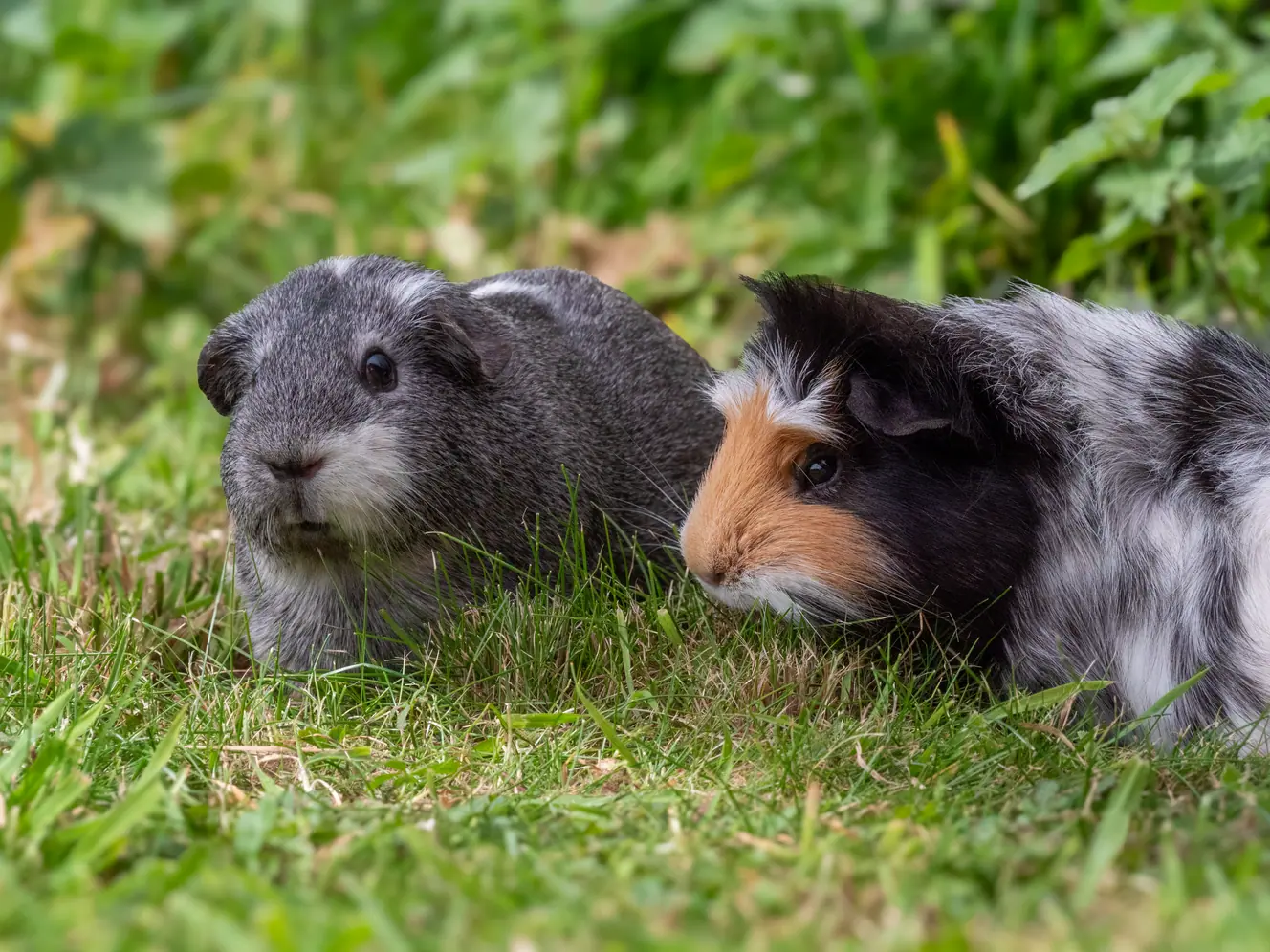 Featured image for How to create the perfect piggy environment