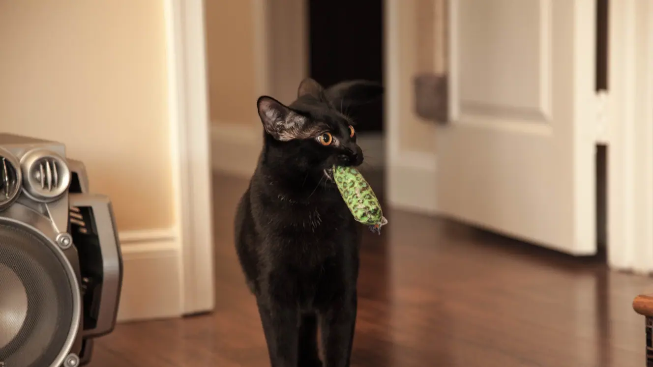 Featured image for Play behaviour of cats surprises scientists