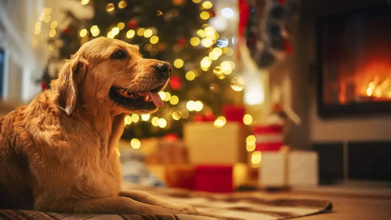 Featured image for Santa, please stop here!