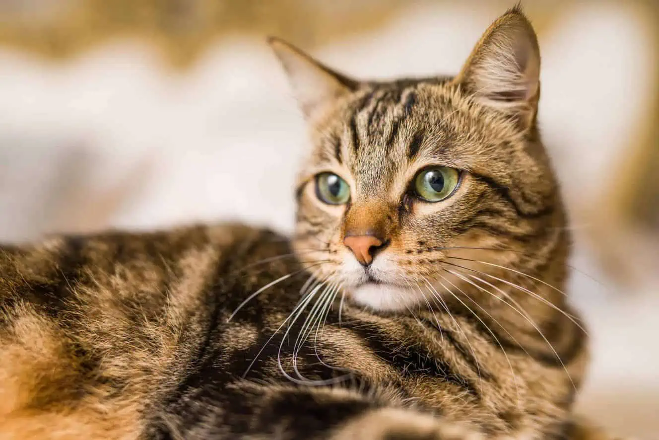 Featured image for Should you get your cat microchipped?