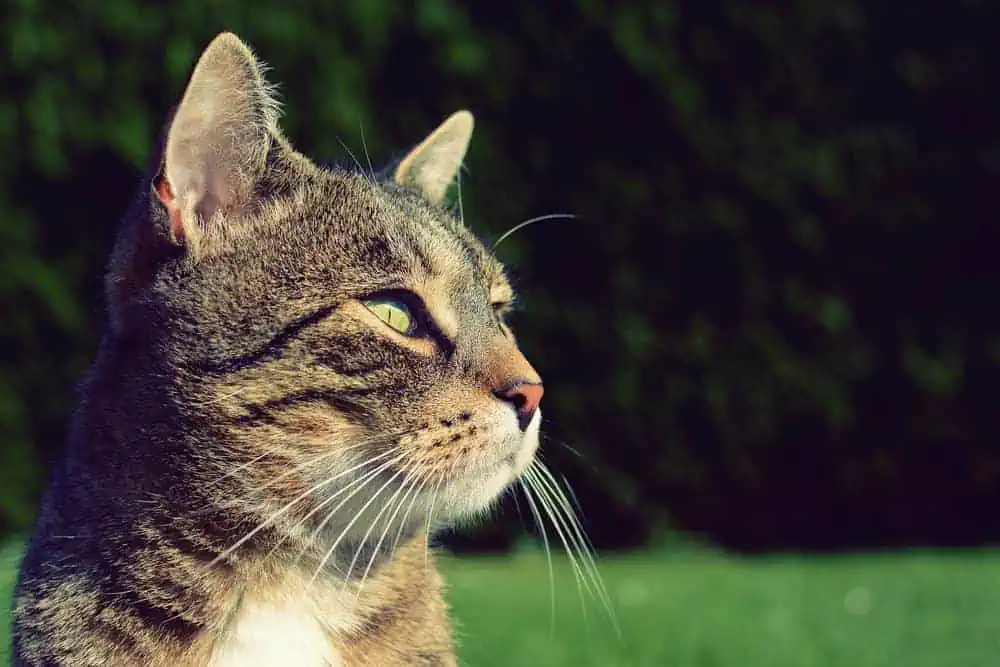 Featured image for New pets on the block?