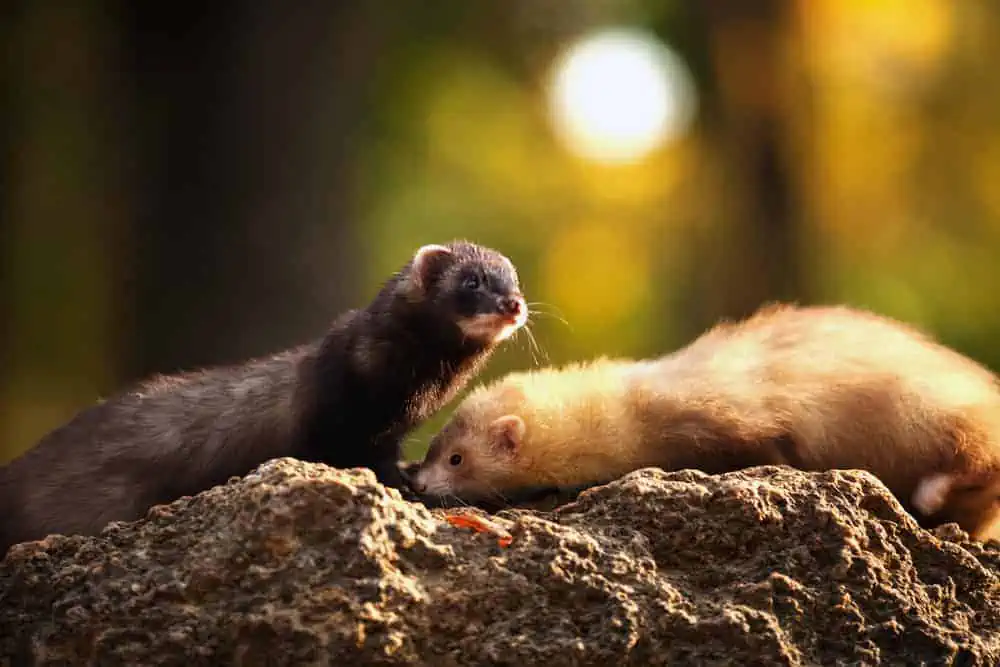 Featured image for Training your ferrets