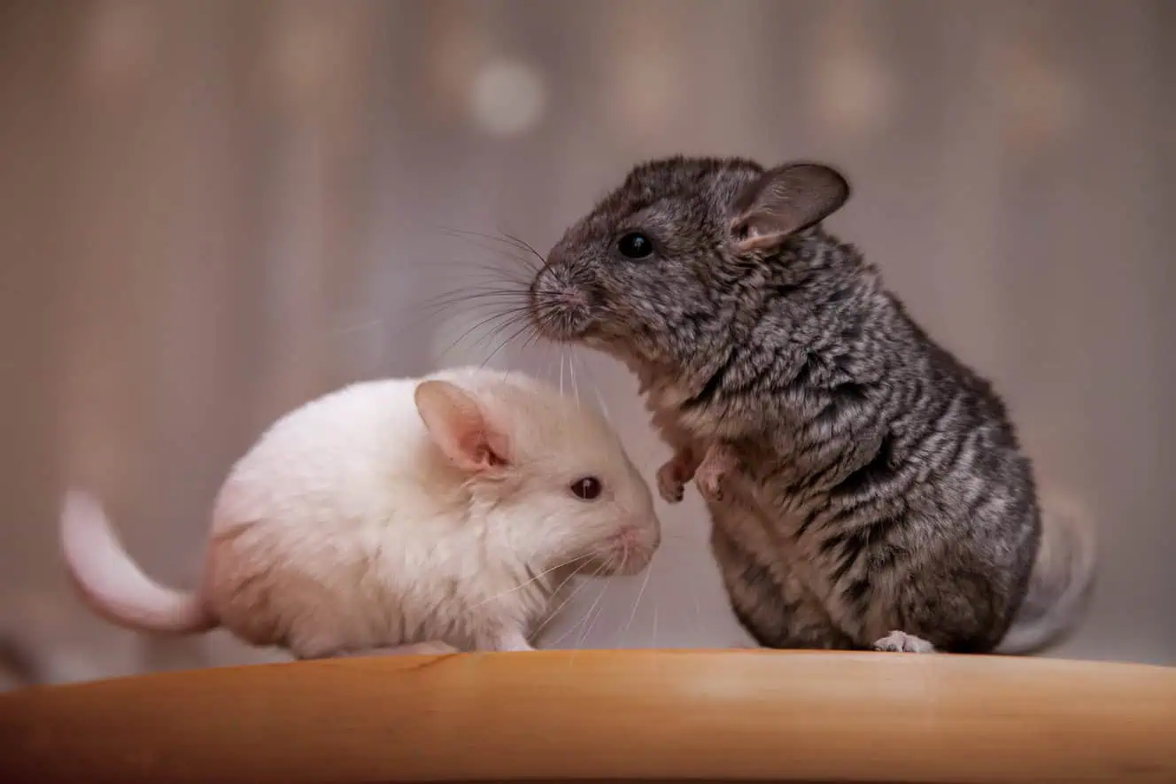 Featured image for What’s the best bedding for small pets?