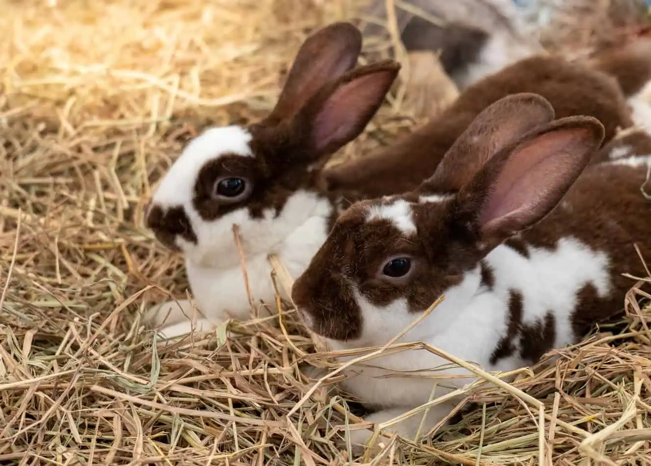 Featured image for Survey reveals almost a quarter of small pet owners don’t know the difference between feeding hay and bedding hay