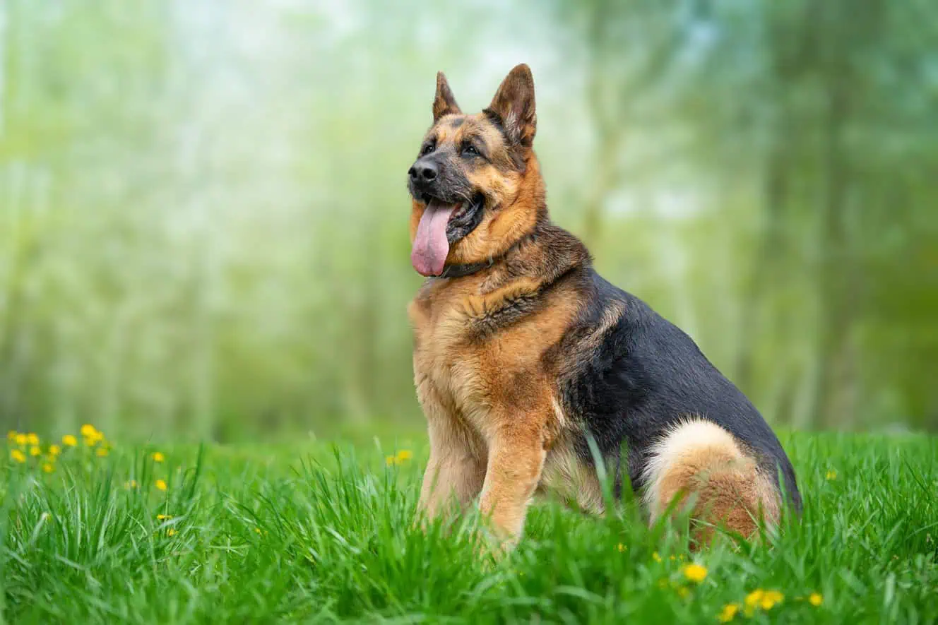 Featured image for Help your German Shepherd to love life!