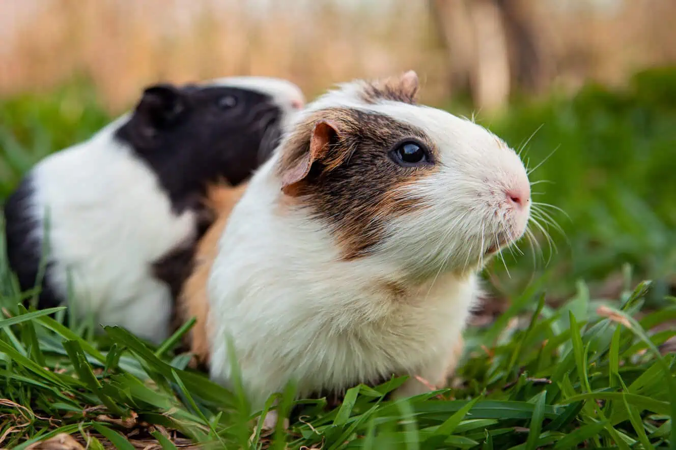 Featured image for How to groom your guinea pigs