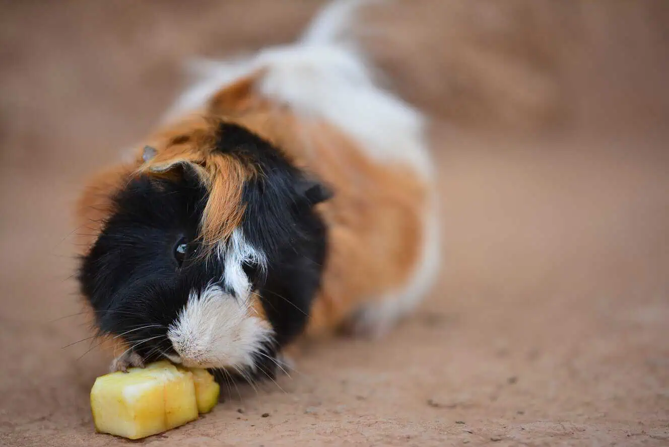 Featured image for What’s in season? How to choose safe winter veggies for your small pets