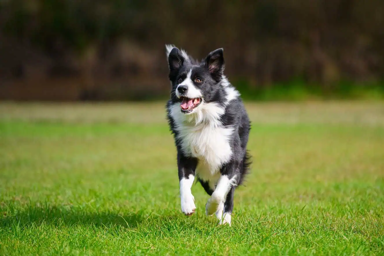 Featured image for Help your Border Collie to love life!