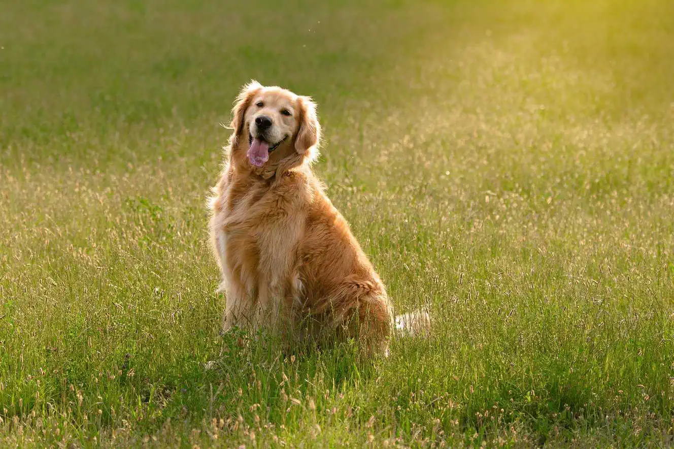 Featured image for Help your Golden Retriever to love life!