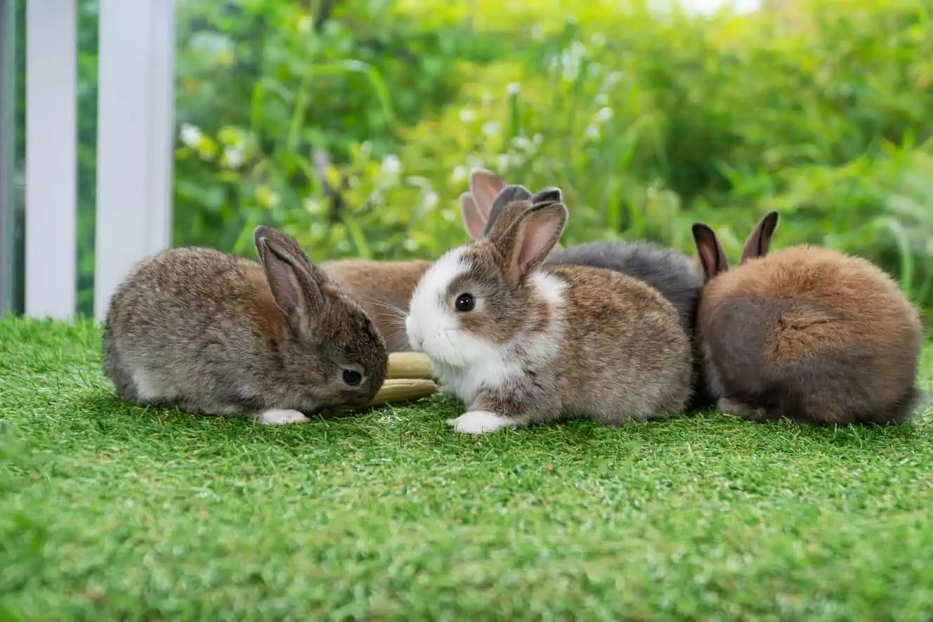 Featured image for What puts your small pets in a good mood?