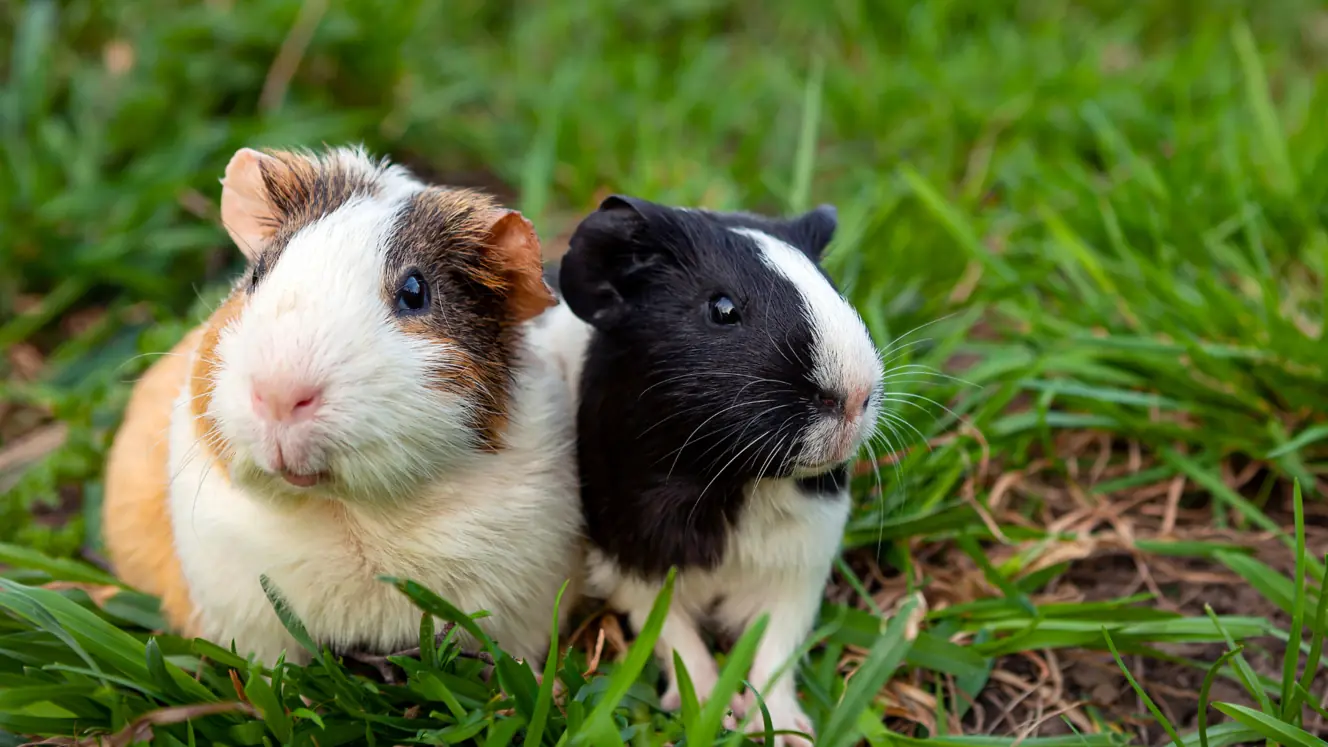 Featured image for Spring days in the sunshine