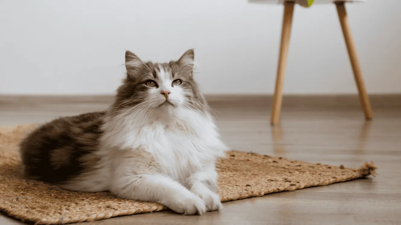 Featured image for Stranger danger! Does your cat do a disappearing act when visitors appear?