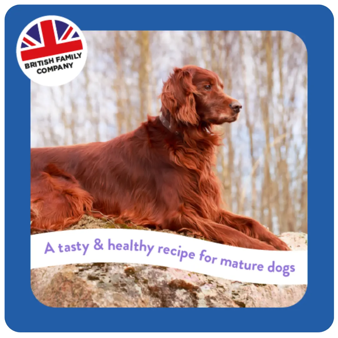 Supadog Mature Dog with Chicken product image