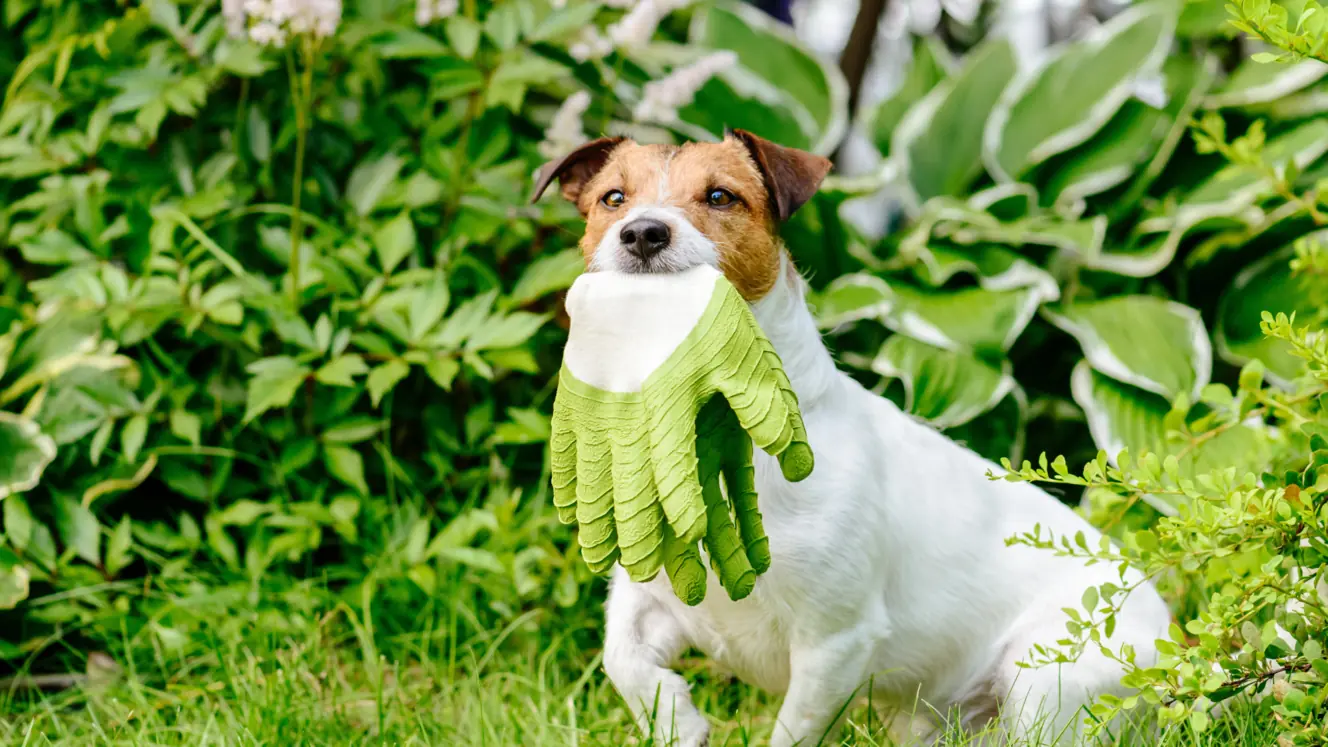 Featured image for The DOs and DON’Ts of gardening if you have pets