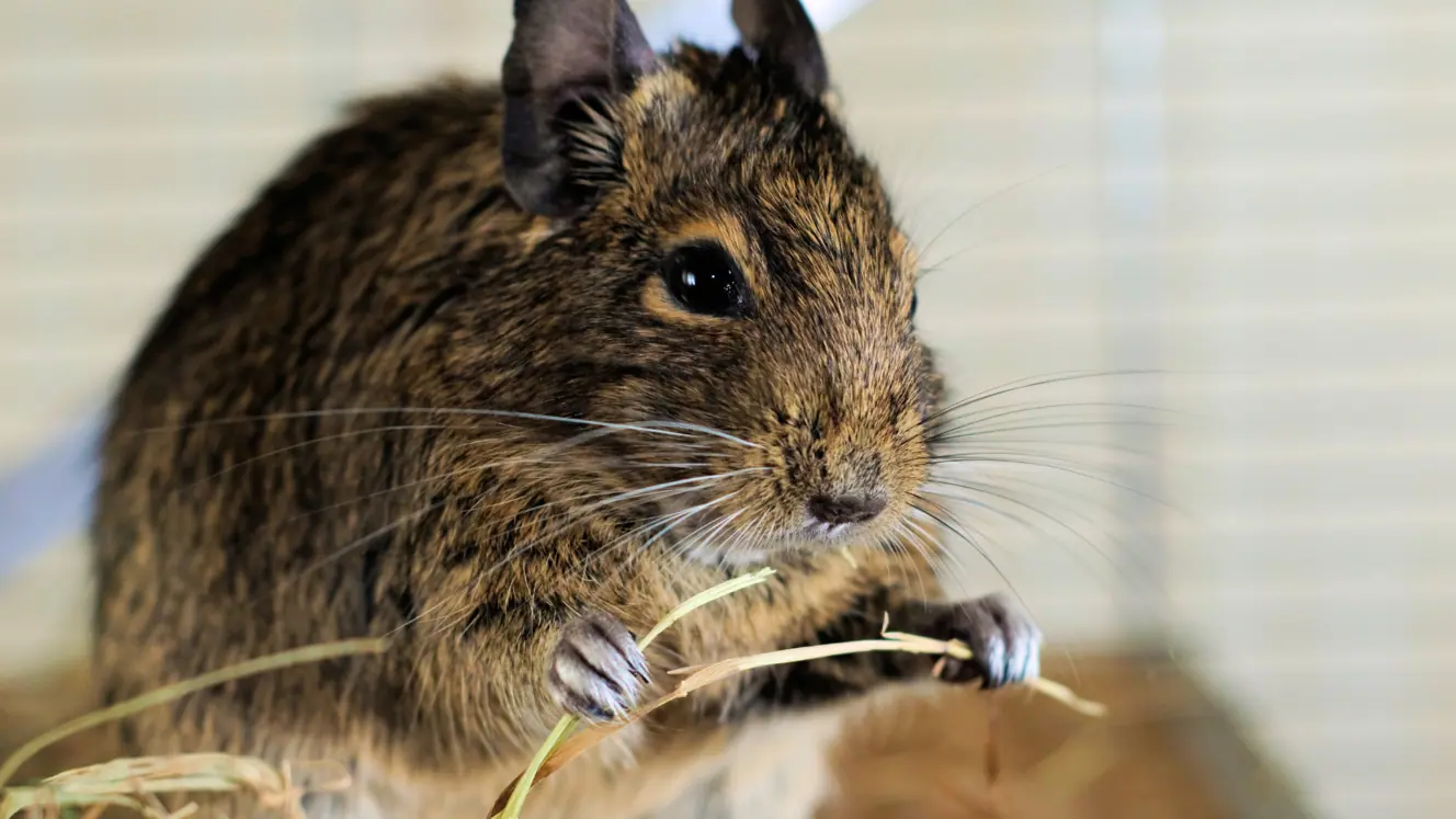 Featured image for The ultimate guide to happy, healthy degus