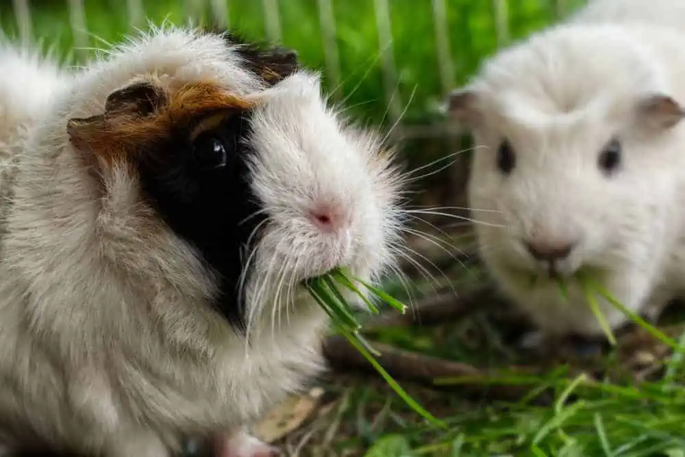 Featured image for The secret to healthy, happy guinea pigs