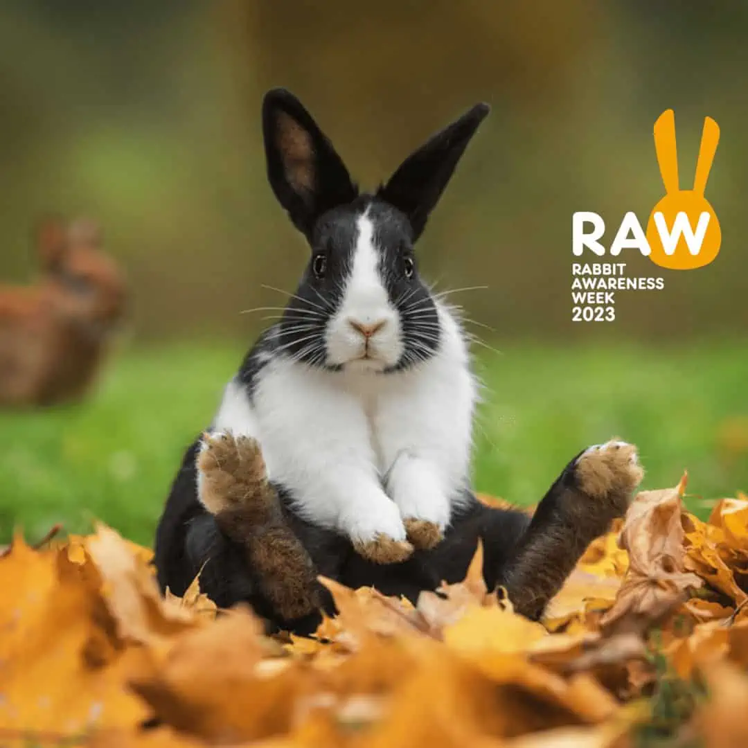 Featured image for Keeping happy and healthy Rabbits