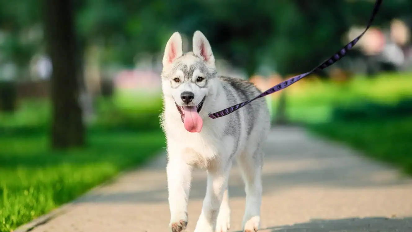 Featured image for Walk this way!