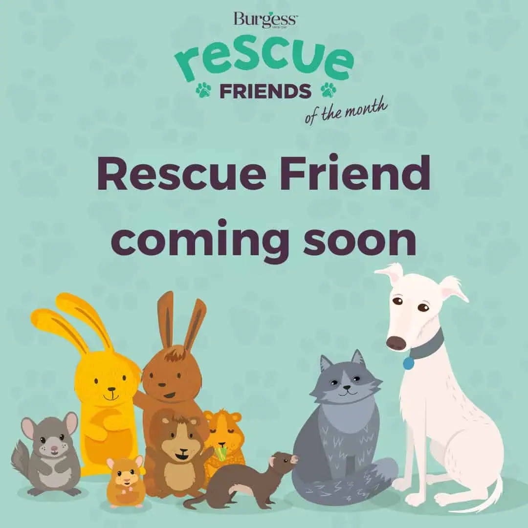 website rescue friend