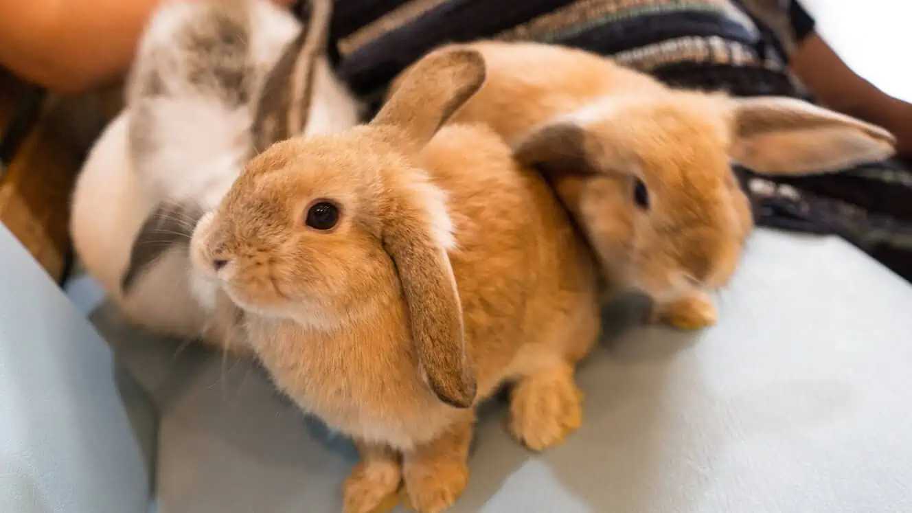 Featured image for What do rabbits really, really want?