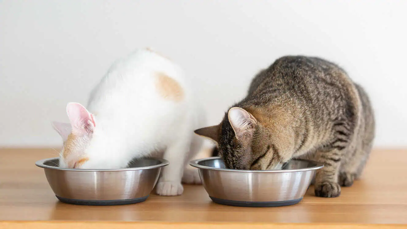 Featured image for What should I feed my cat?