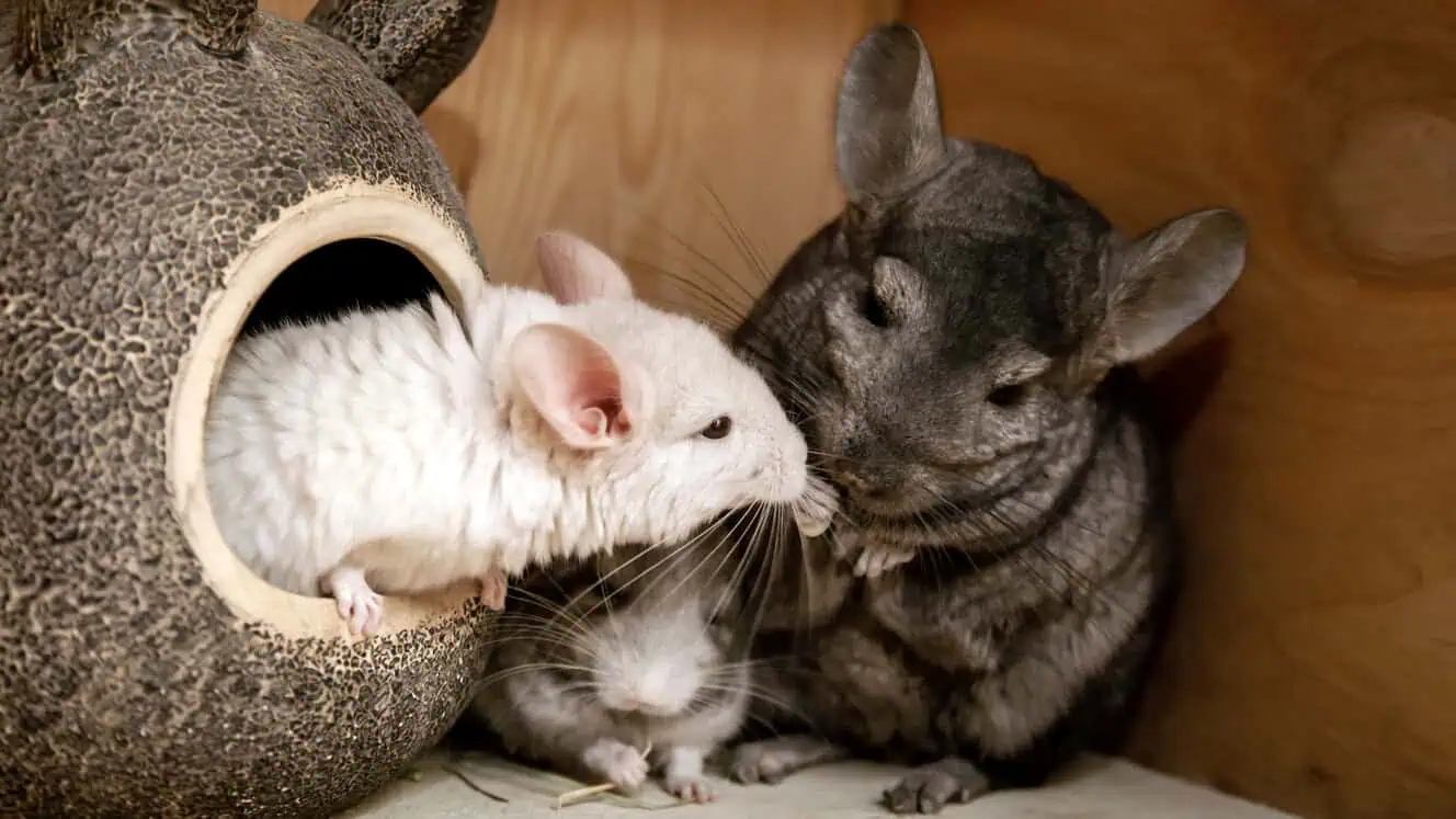 Featured image for What should I feed my chinchillas?