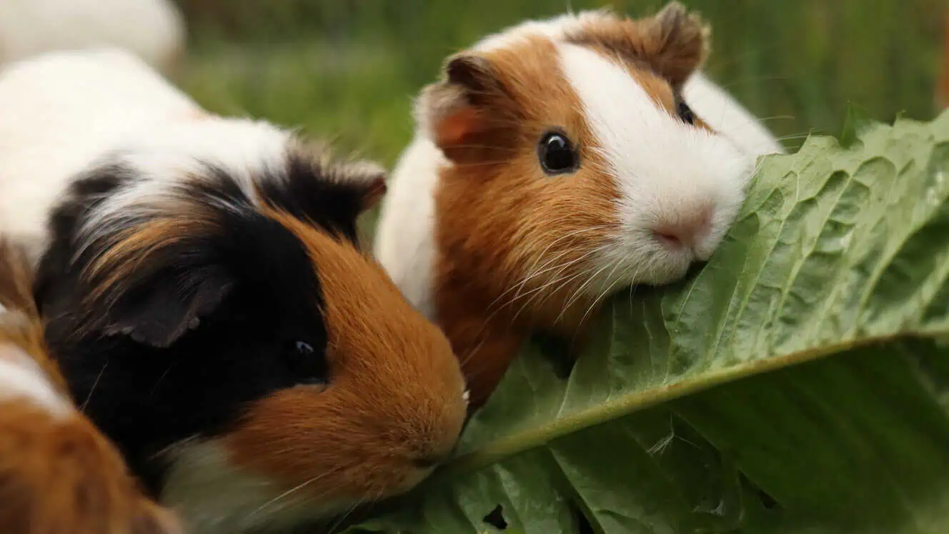 Featured image for What should I feed my guinea pigs?