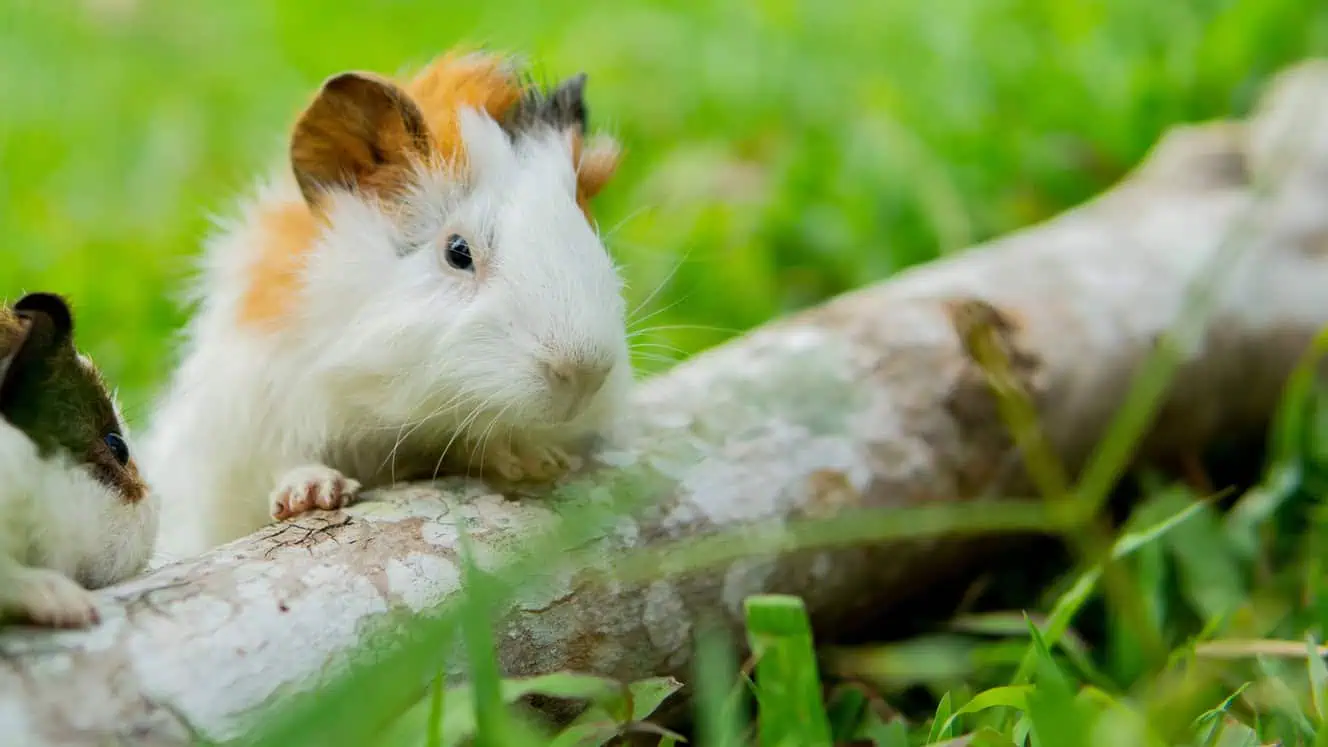 Featured image for What’s in season? How to choose safe, fresh food for your small pets