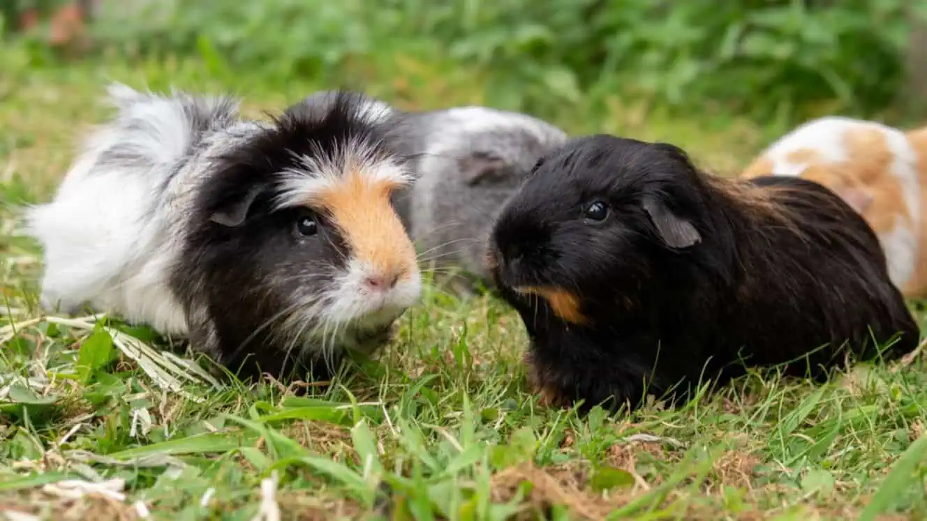 Featured image for What’s on the menu for the more mature guinea pig?