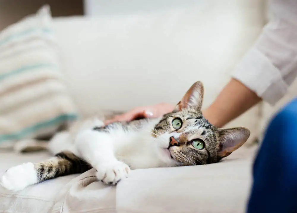 Featured image for Are you and your cat more alike than you think?